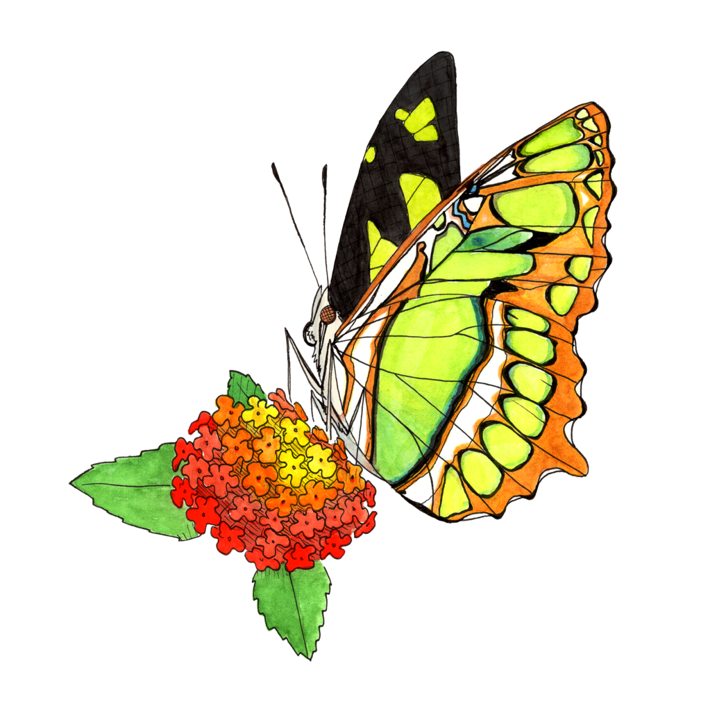 Baby Gift, Board Book, Butterfly, Counting Book - The Butterfly Counting Book (1024x1024)