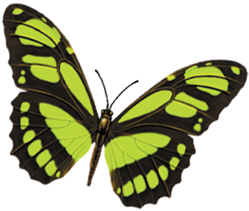 Butterfly Morpho Menelaus Queen Alexandra's Birdwing - Blancho Bedding Colorful Butterfly And Blooming Flowers (800x800)