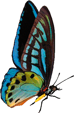 Butterfly - Magical Butterflies Gif Transparent (500x486)