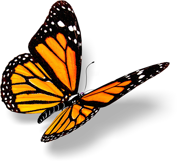 Flowers Quotes With Butterfly (1000x700)