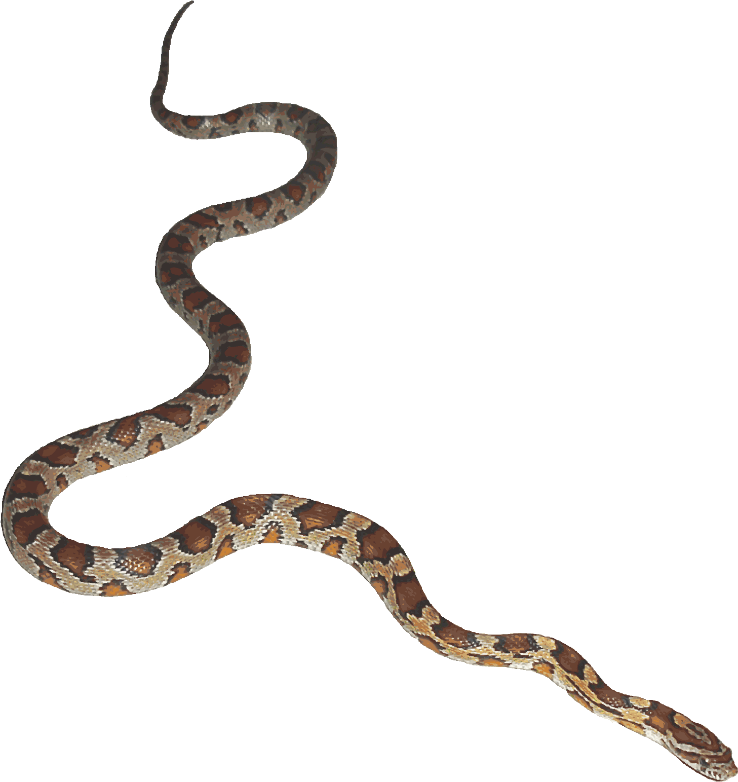 Python Logo Clipart Bull Snake - Snake Transparent Background (1493x1598)