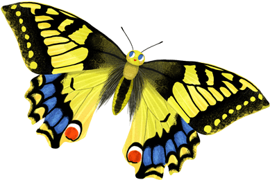 But That's Not The Case - Papilio Machaon (400x400)