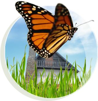 Transparent Background Butterfly Gif (400x400)