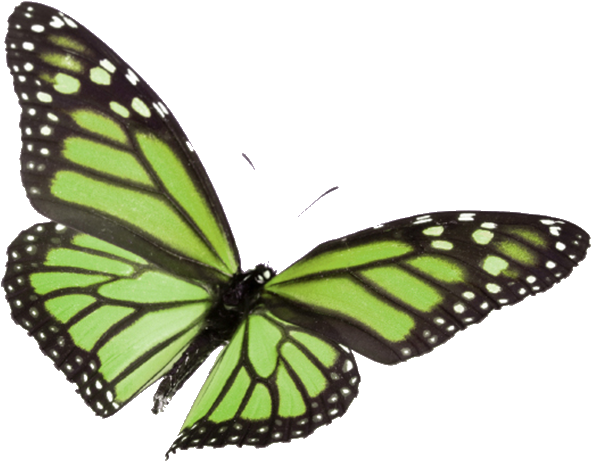 Go Green At The Ashland Public Library - Transition From Sales And Operations By George E Palmatier (647x554)