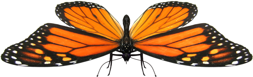 Butterfly Model 2 By Xanatos4 - Monarch Butterfly (900x675)