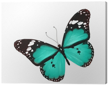 Blue Butterfly Flying, Isolated On White Canvas Print - Violet And Blue Butterfly (400x400)