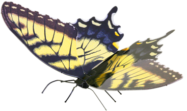 Metal Earth Online Store - Fascinations Metal Earth Monarch Butterfly 3d Metal (620x619)