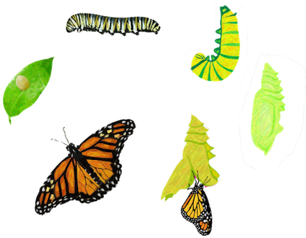 The Life Of A Butterfly - Save The Monarch Butterfly Ecology Tshirt (450x345)