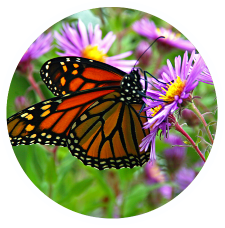 Butterfly Garden - Monarch Butterfly (450x455)
