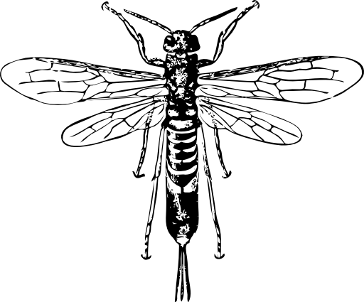 Horn Tail Wasp - Bee Illustration Free Vintage (512x425)