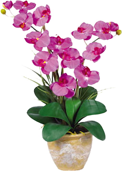 Nearly Natural Silk Phalaenopsis Orchid Arrangement, - Nearly Natural Double Stem Phalaenopsis Silk Orchid (800x800)
