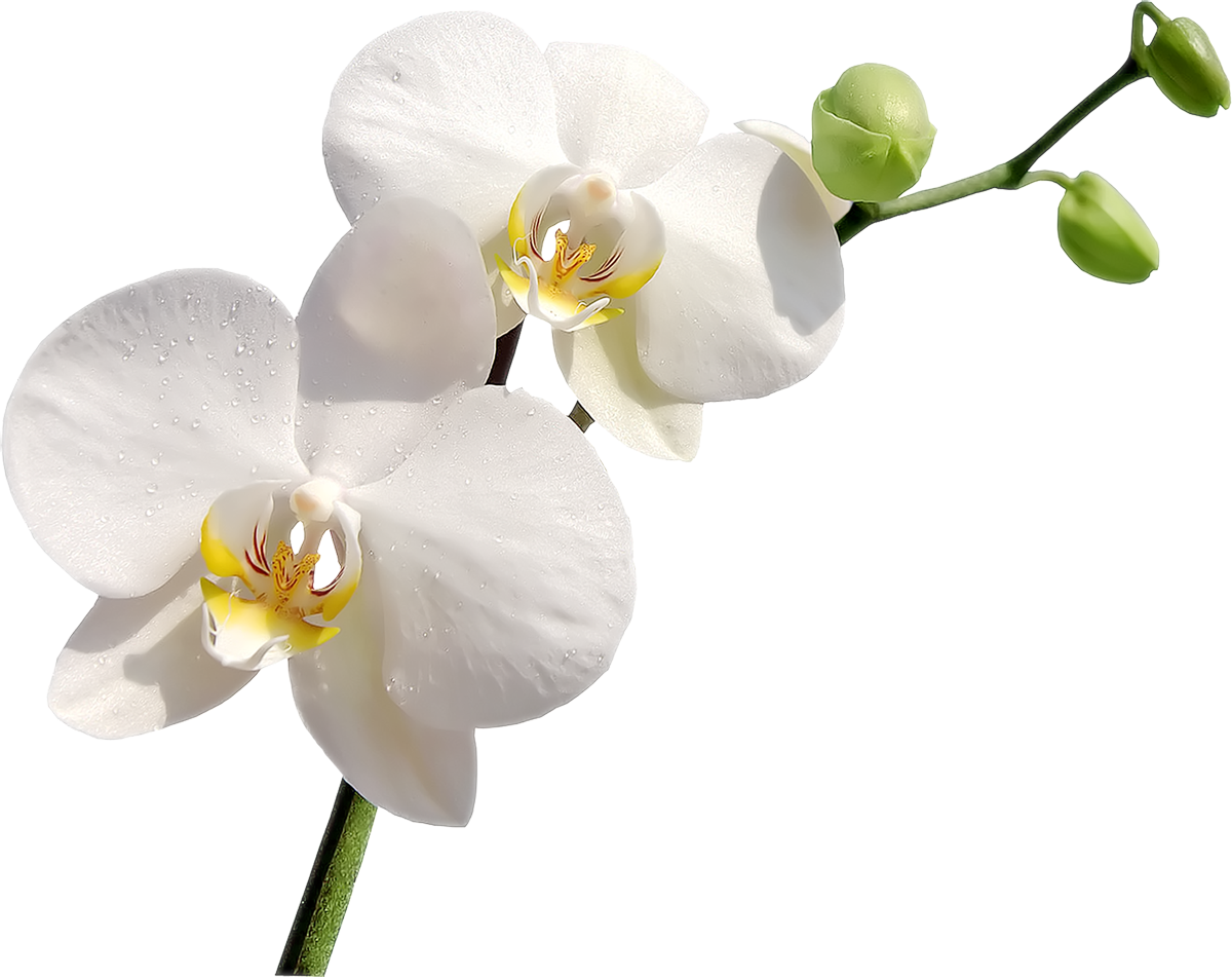 Orchids Flower Clip Art - Orchid Png (1200x951)