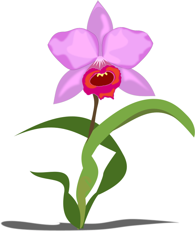 Free To Use Public Domain Orchid Flower Clip Art - Orchid Clip Art (800x800)