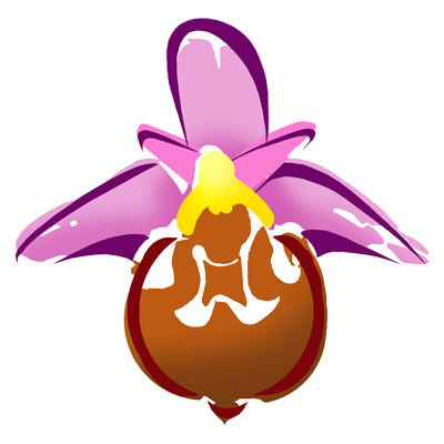 Www - Turkeyorchids - Com - Christmas Orchid (400x400)