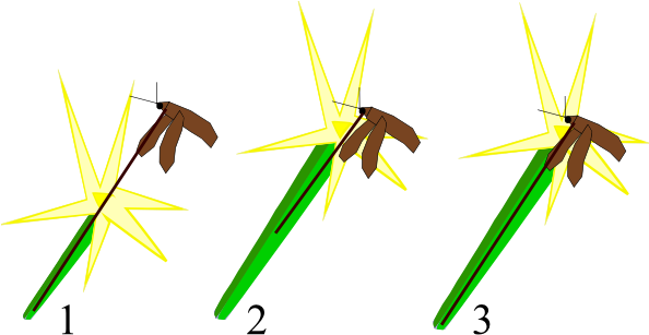 Coevolution Moth And Orchid (593x325)