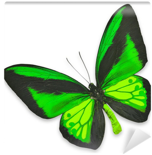 Beautiful Black And Green Butterfly Wall Mural • Pixers® - Black (400x400)
