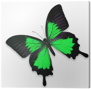 Beautiful Black And Green Butterfly Canvas Print • - Butterfly Black At Pink (400x400)