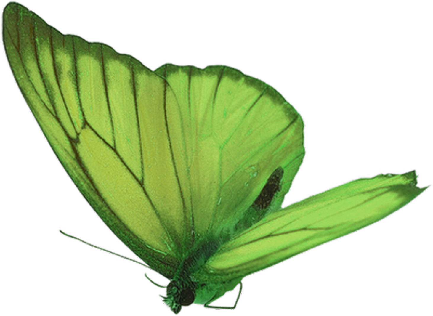 Green Butterfly Png - Gif Papillon Qui Volent (1500x1500)