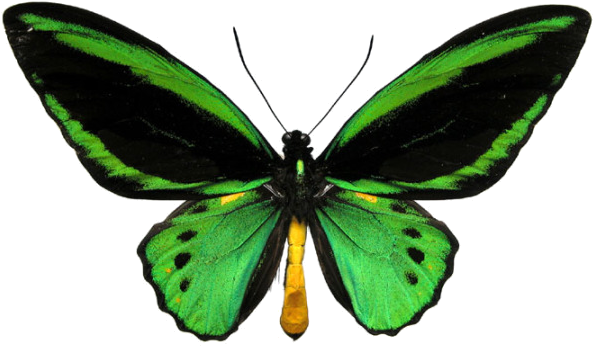 Green Butterfly - Queen Alexandra's Birdwing Butterfly (616x367)