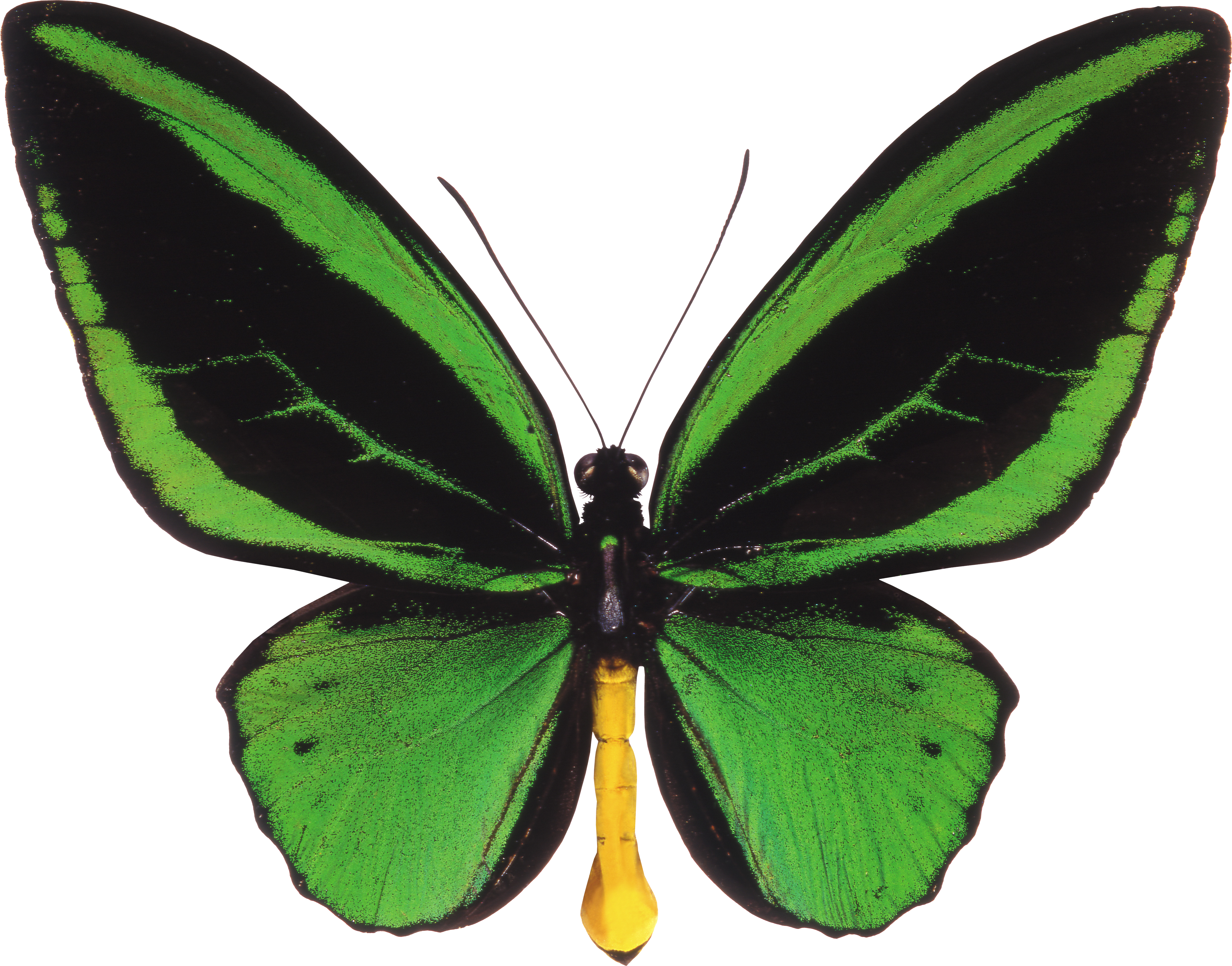 Butterfly Ornithoptera Priamus Trogonoptera Birdwing - Butterfly Ornithoptera Priamus Trogonoptera Birdwing (4947x3879)