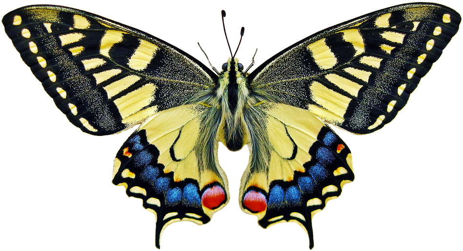 Butterfly Color Beautiful - Butterfly Scientific (960x533)