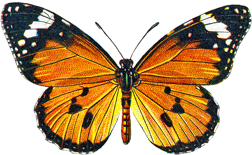 Inspiring Clipart Vintage Butterfly - Monarch Butterfly Shower Curtain (933x651)
