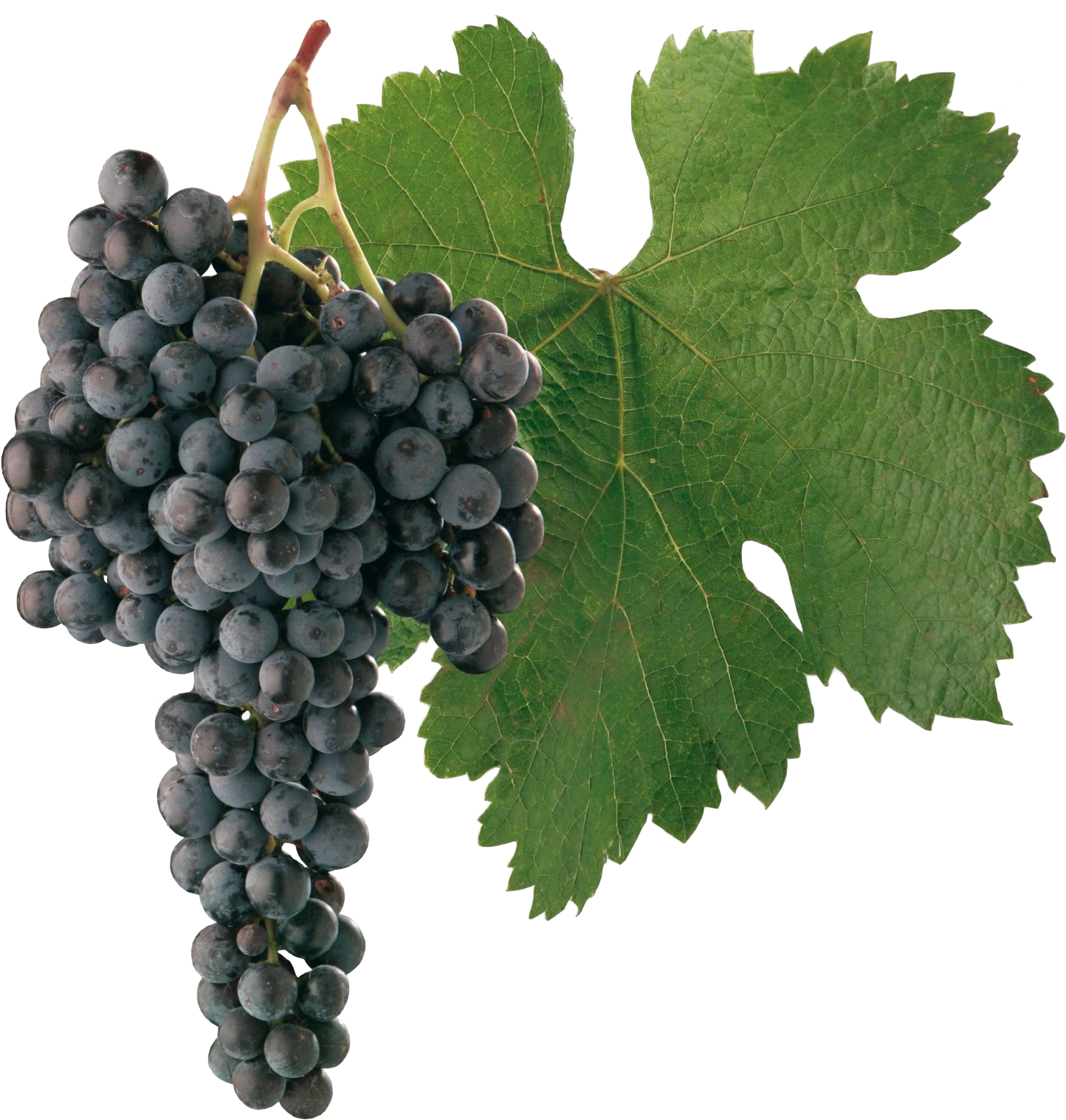 Download Free Photo Report - Merlot Grape Png (1600x1600)