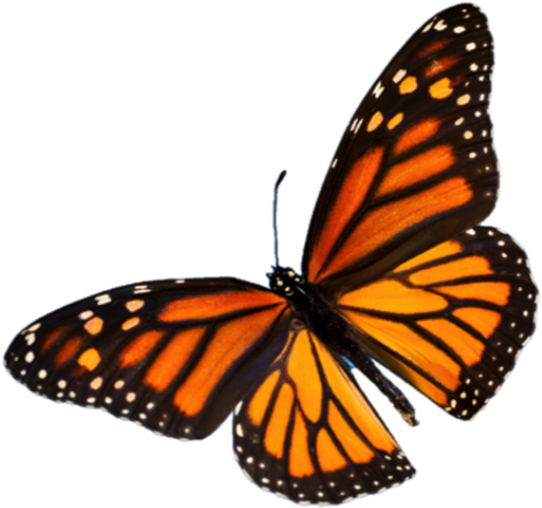 Life Cycle Stages - Monarch Butterfly Tattoo Black And White (569x563)