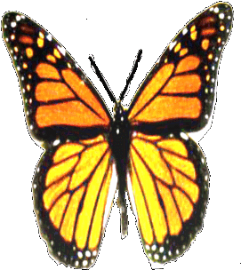 Before Beginning A Butterfly Garden Project, It Helps - Animated Flying Butterfly Gif (350x396)
