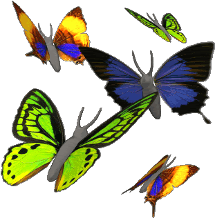 The Butterfly Life Cycle - Animated Butterflies (350x350)