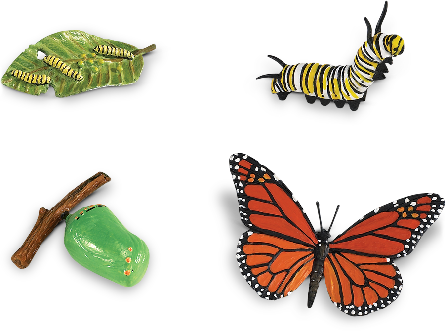 Cycle Of A Butterfly (900x900)