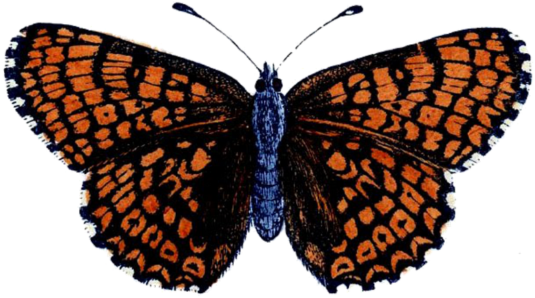 Butterfly - Butterfly And Caterpillar Clipart (800x484)