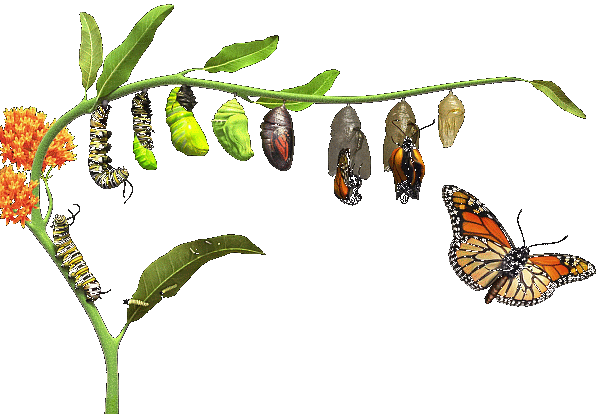 Life & Death - Does A Caterpillar Turn Into A Butterfly (600x414)