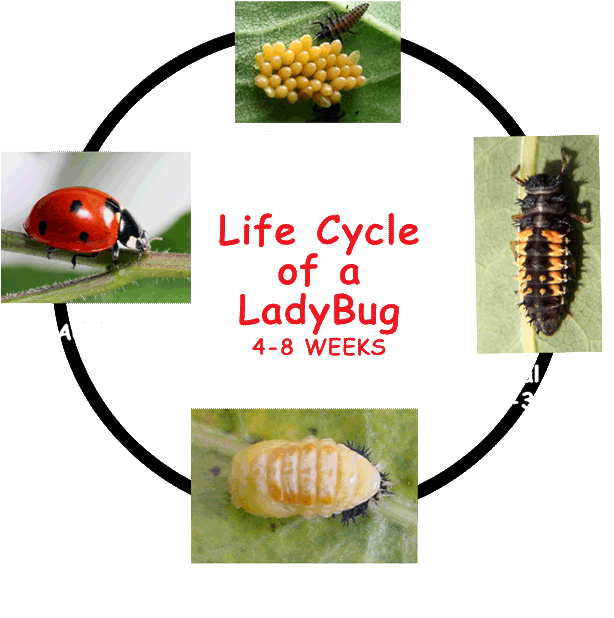 Life Cycle Of A Ladybug (700x650)