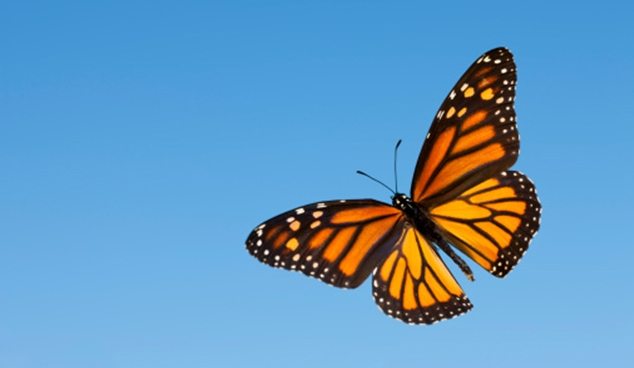 The Butterfly Life Cycle - Monarch Butterfly (634x368)