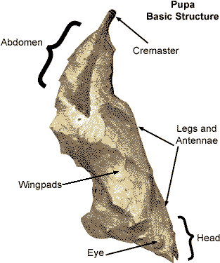 Parts Of A Chrysalis (342x400)