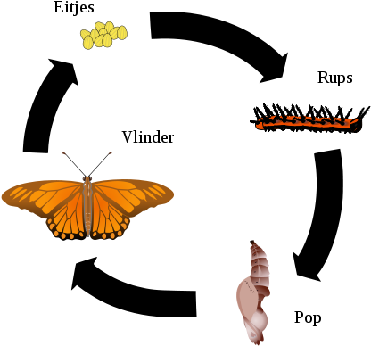 424px-gulf Fritillary Life Cycle Nl - Life Cycle Of Silkmoth (424x471)