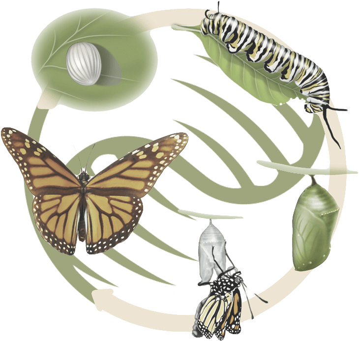 Life Cycle Of A Butterfly (800x741)