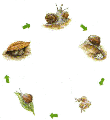 Life Cycle Of Snail (473x501)