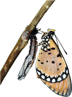 Eclosion Cycle - Grammia Virgo (300x411)