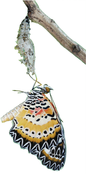 Eclosion Cycle - Penang Butterfly Farm (300x570)