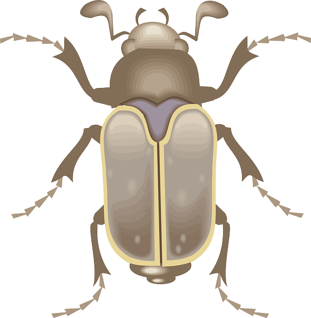 Top, View, Wings, Art, Insect, Beetle, Legs - Poems About Roaches (626x640)