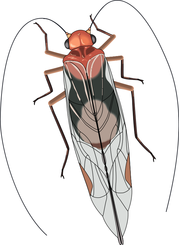 Free Vector Insect - Insect With Long Antennae And Wings (586x800)