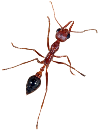 Ant - Carpenter Ant (400x584)
