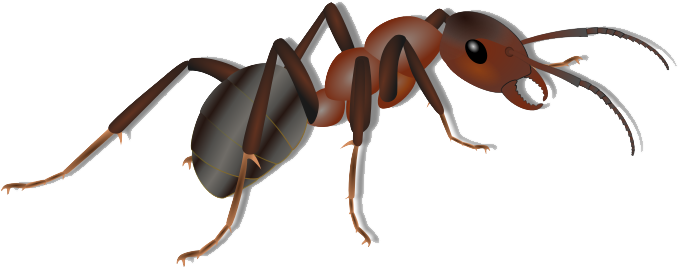Ants Clipart Insect - Ant Clipart Png (684x276)