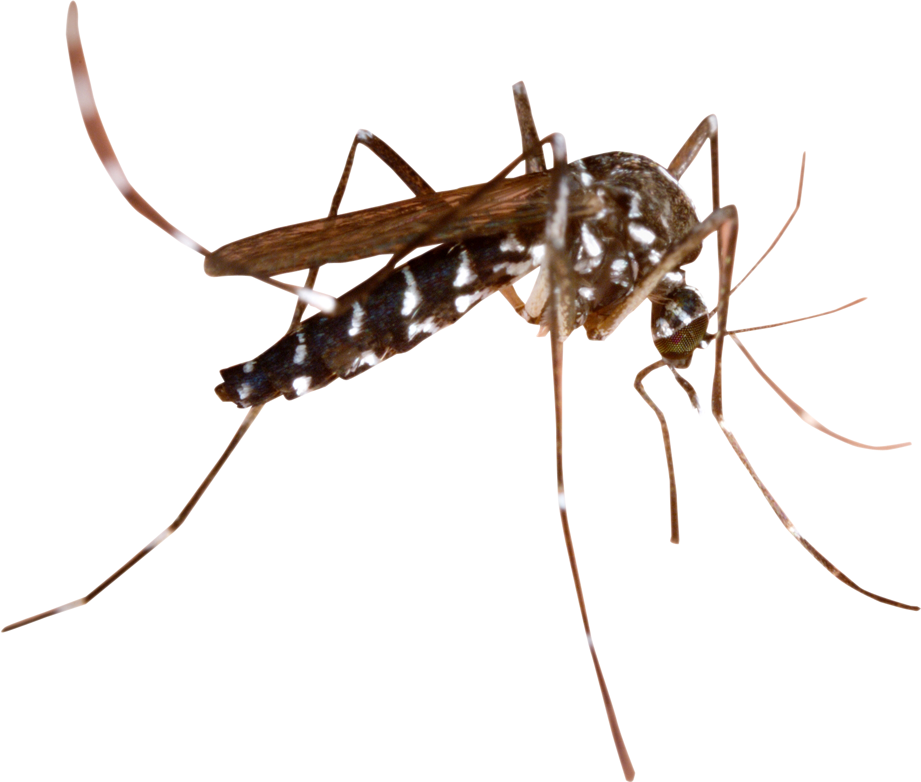 Mosquito Png Transparent Image - Mosquito Png (2052x1724)