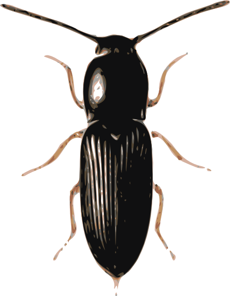 Beetle Png (462x593)