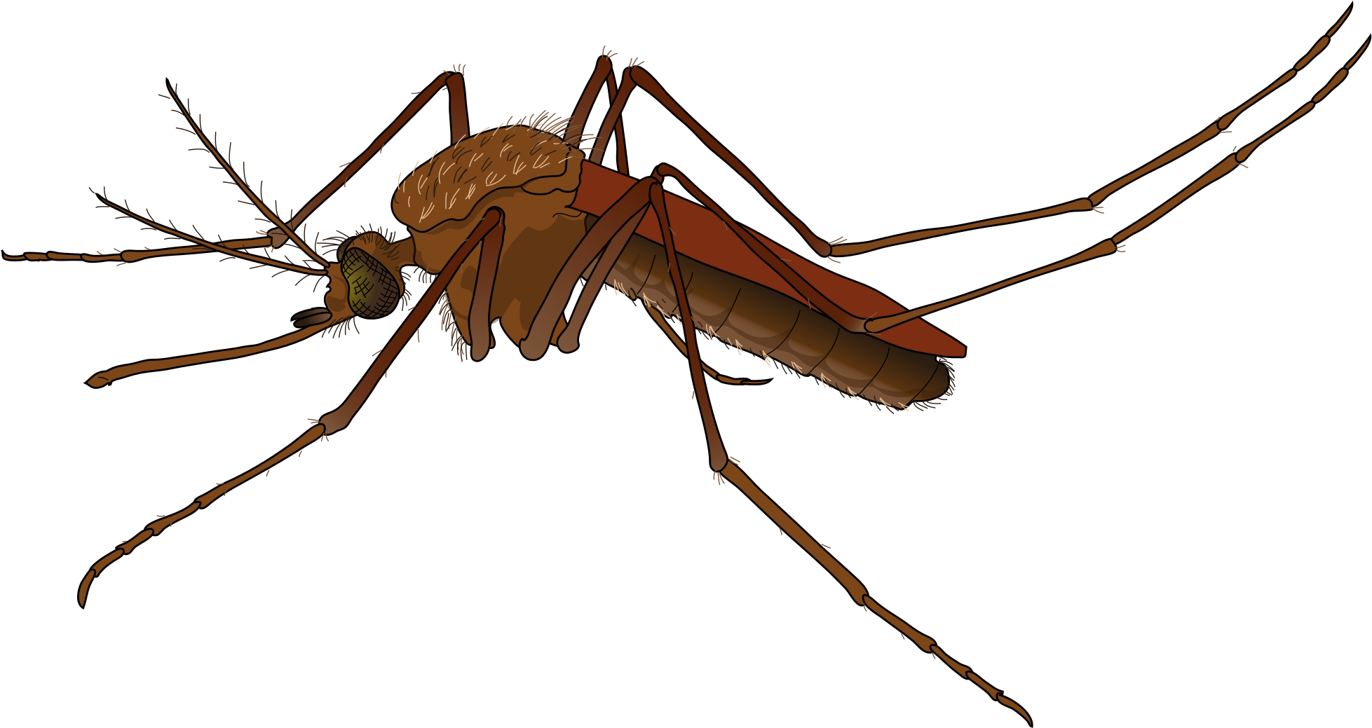 Mosquito Female - Source - Https - //commons - Wikimedia - Male Vs Female Mosquito (2000x1078)