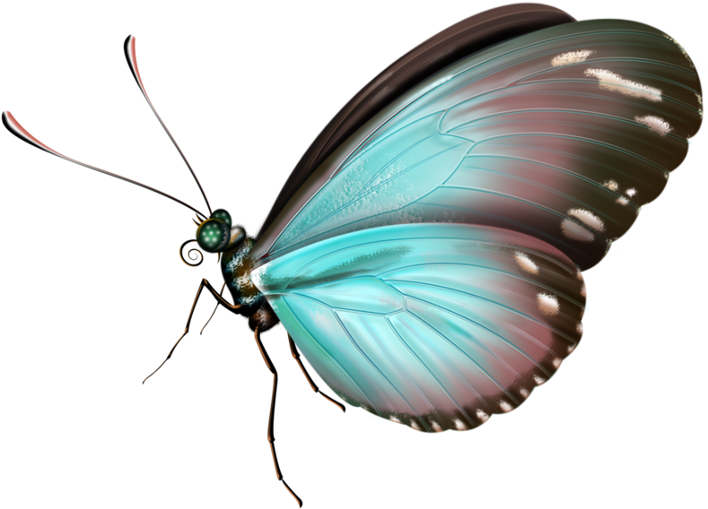 Butterfly (800x582)