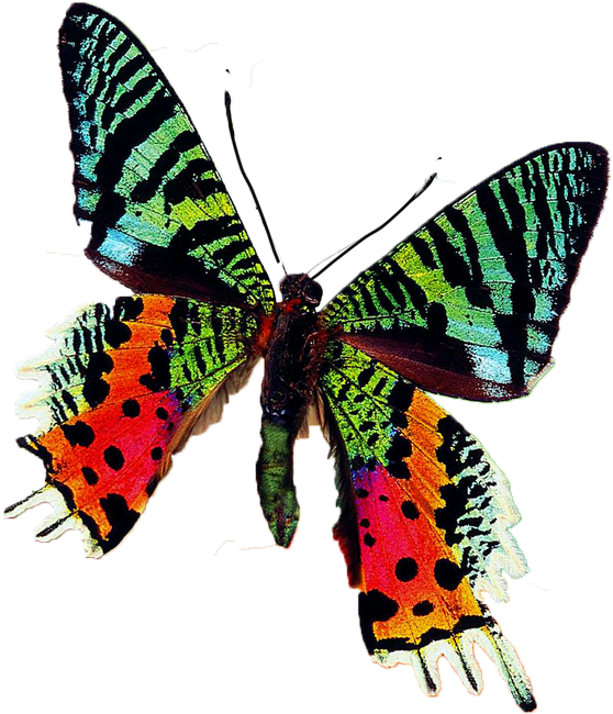 Бабочки Для Украшения - Obraz Na Skle - Motýl (6) (1024x768)